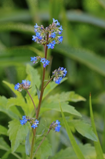 Anchusa capensis, Cape ox tongue, flower, flowering, Kirstenbosch Botanical Gardens, Cape Town,