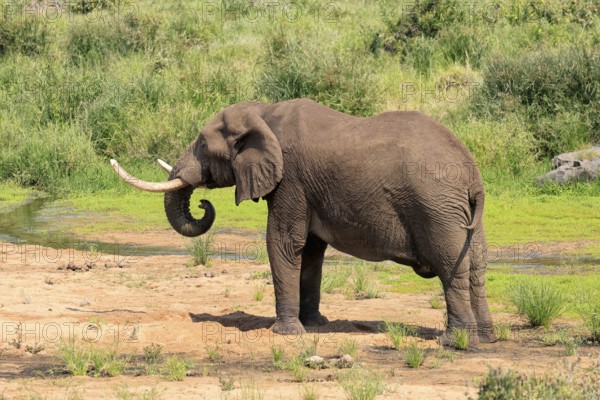 African elephant (Loxodonta africana), adult, digging, drinking, searching for water, Kruger,