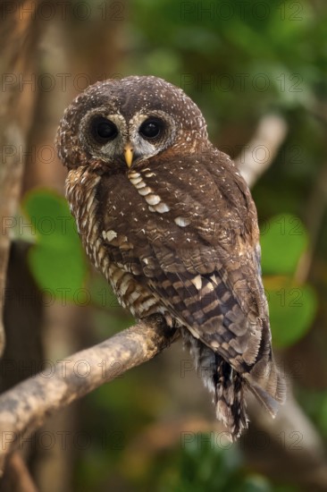 African Tawny Owl (Strix woodfordii), African Tawny Owl, African Bush Owl, African Tawny Owl,