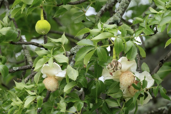 African baobab (Adansonia digitata), African baobab, flowers, flowering, leafy, fruit, Kruger,