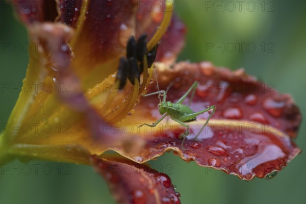 Speckled bush-cricket (Leptophyes punctatissima) on daylily flower (Hemerocallis), Emsland, Lower