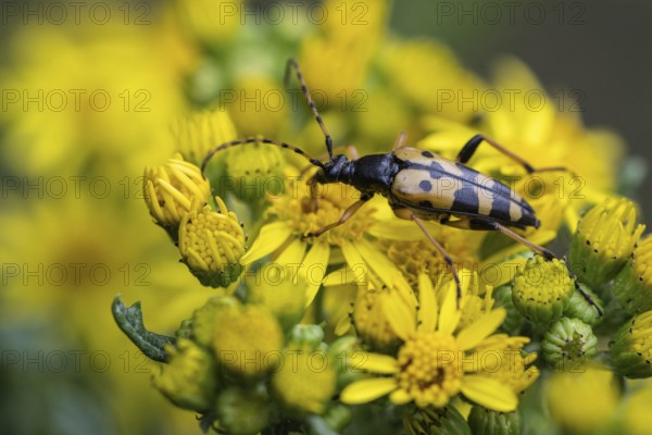 Spotted longhorn (Leptura maculata) on common ragwort (Senecio jacobaea), Emsland, Lower Saxony,
