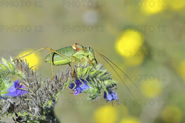 Steppe saddle grasshopper, steppe saddle grasshopper (Ephippiger ephippiger), male, on Viper's