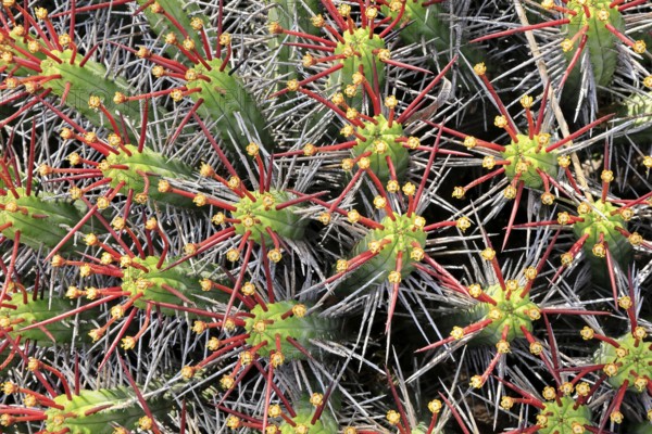 Euphorbia heptagona, spurge, flowering, flowers, plant, Karoo Desert Botanic Garden, Worcester,