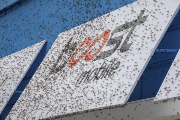 Detroit, Michigan - Fish flies (mayflies) are swarming near Michigan lakes. The are attracted to