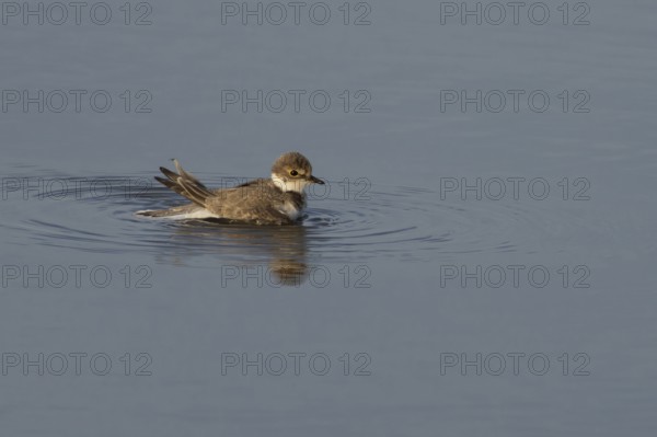Little ringed plover (Charadrius dubius) juvenile bird bathing in a shallow lagoon, England, United