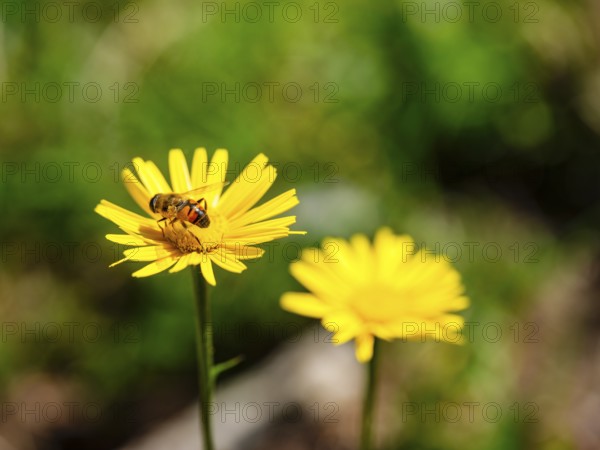 Hoverfly dung bee (Eristalis tenax) on the ox-eye daisy (Buphthalmum salicifolium), Jenner,