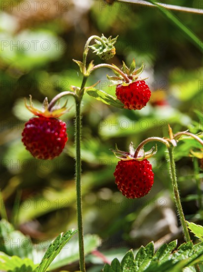 Wild strawberries (Fragaria vesca), Jenner, Berchtesgaden National Park, Schönau am Königssee,