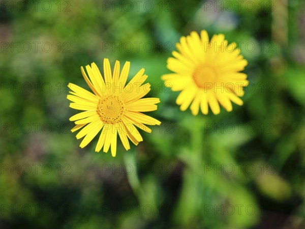 Ox-eye daisy (Buphthalmum salicifolium), Jenner, Berchtesgaden National Park, Schönau am Königssee,