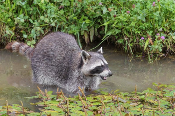 An adult raccoon (Procyon lotor) searches for food in the shallow water of a stream surrounded by