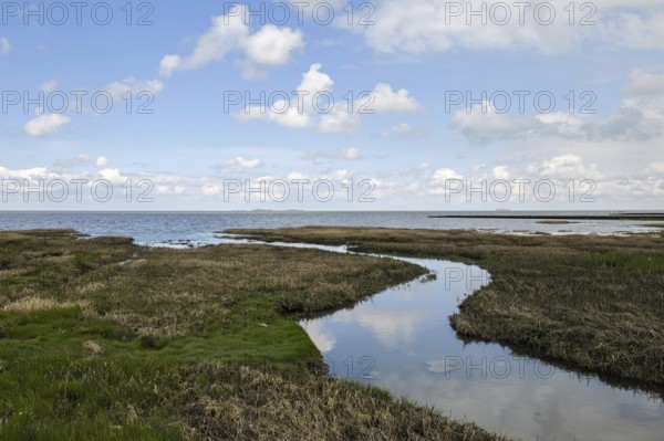 Salt marshes on the North Sea, North Sea coast, dyke foreland between Duhnen, Sahlenburg and