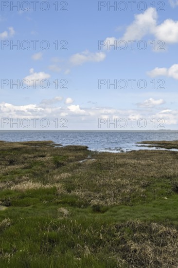 Salt marshes on the North Sea, North Sea coast, dyke foreland between Duhnen, Sahlenburg and