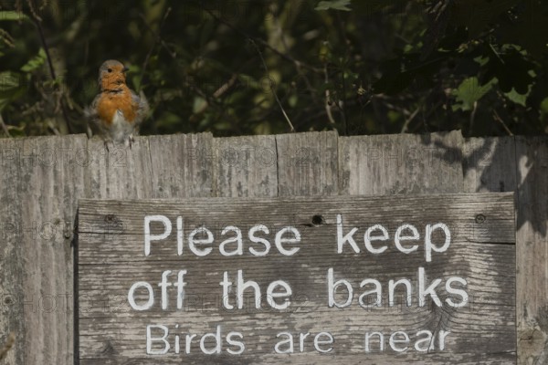 European robin (Erithacus rubecula) adult bird on a sign at a wildlife trust site, Lackford Lakes