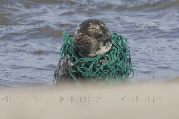 Grey seal (Halichoerus grypus) adult animal with netting wrapped around its body resting on a