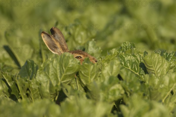 European brown hare (Lepus europaeus) adult animal in a farmland sugar beet crop, England, United