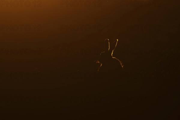 European brown hare (Lepus europaeus) adult animal rim lit from backlighting in a farmland field at