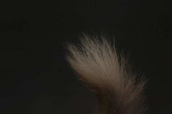 Red squirrel (Sciurus vulgaris) adult animal close up of its tail, England, United Kingdom