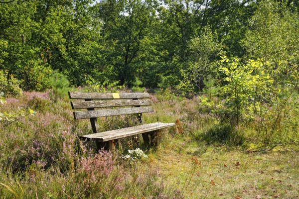 Bench in the Lüneburg Heath, Lower Saxony, Germany
