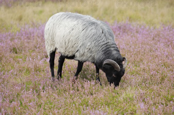 Heidschnucke moorland sheep feeding in the middle of the blooming Lüneburg Heath, Lower Saxony,