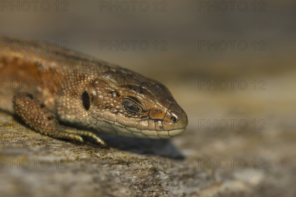 Common lizard (Zootoca vivipara) adult reptile sleeping on a wooden sleeper, England, United