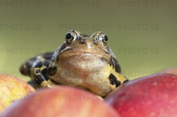 Common frog (Rana temporaria) adult amphibian on fallen fruit apples in a garden in summer,