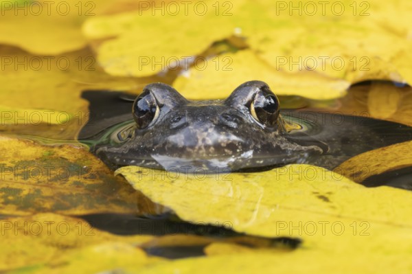 Common frog (Rana temporaria) adult amphibian in a garden pond with fallen autumn leaves on the
