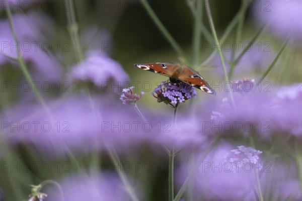Peacock butterfly (Aglais io) adult insect feeding on garden Verbena flowers in summer, England,