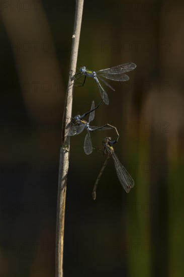 Emerald damselfly (Lestes sponsa) three adults insects mating on a reed stem, England, United
