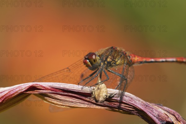 Ruddy darter dragonfly (Sympetrum sanguineum) adult insect resting on a lily flower in summer,