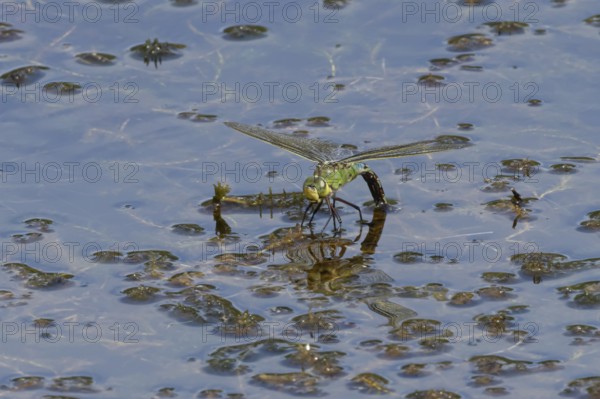 Emperor dragonfly (Anax imperator) adult female insect laying eggs in a pond in summer, England,