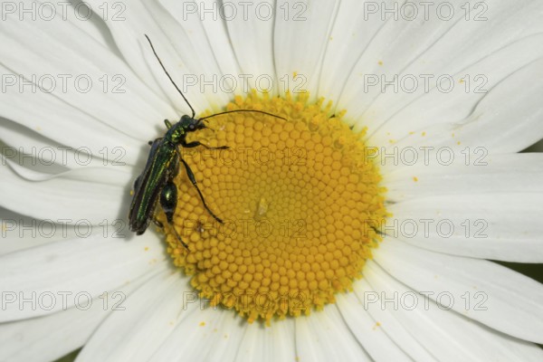 Thick-legged flower beetle (Oedemera nobilis) adult insect on an Oxeye daisy flower in summer,
