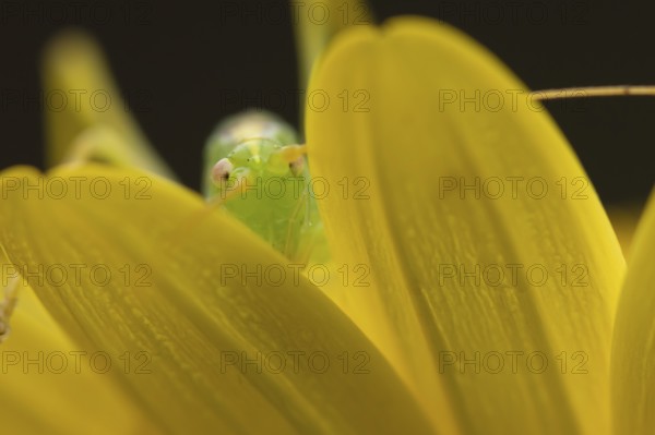 Oak bush cricket (Meconema thalassinum) adult insect on a garden yellow flower, England, United