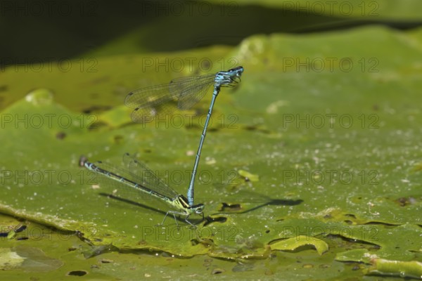 Common blue damselfly (Enallagma cyathigerum) two adult insects mating on a pond lily leaf in