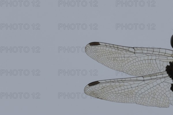 Common darter dragonfly (Sympetrum striolatum) adult insect close up of a pair of wings, England,
