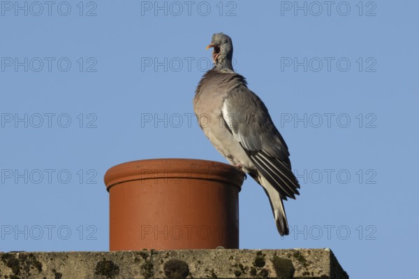 Wood pigeon (Columba palumbus) adult bird yawning on an urban house chimney pot, England, United