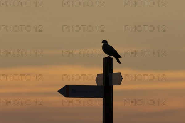 Wood pigeon (Columba palumbus) silhouette of an adult bird on a signpost at sunset, England, United