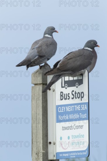 Wood pigeon (Columba palumbus) two adult birds on a bus stop sign at the Norfolk wildlife trust