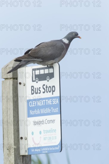 Wood pigeon (Columba palumbus) adult bird on a bus stop sign at the Norfolk wildlife trust site of