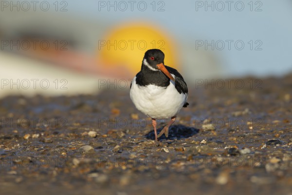 Eurasian oystercatcher (Haematopus ostralegus) adult wading bird on a beach, England, United