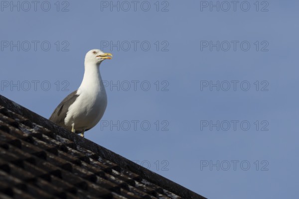 Herring gull (Larus argentatus) adult bird calling from an urban house rooftop, England, United