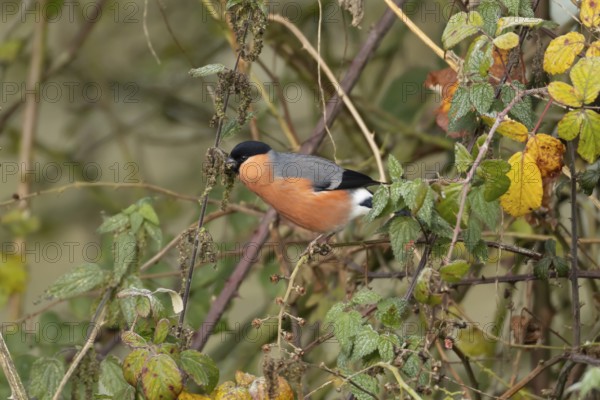 Eurasian bullfinch (Pyrrhula pyrrhula) adult male bird feeding on nettle seeds in a hedgerow in