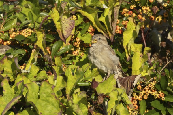 House sparrow (Passer domesticus) adult female bird feeding in a garden Pyracantha bush, England,