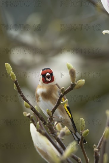 European goldfinch (Carduelis carduelis) adult bird singing on a flowering garden Magnolia tree in