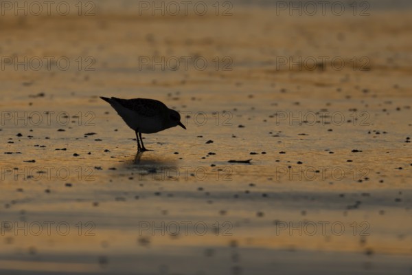 Grey plover (Pluvialis squatarola) adult wading bird on a beach at sunset, Norfolk, England, United
