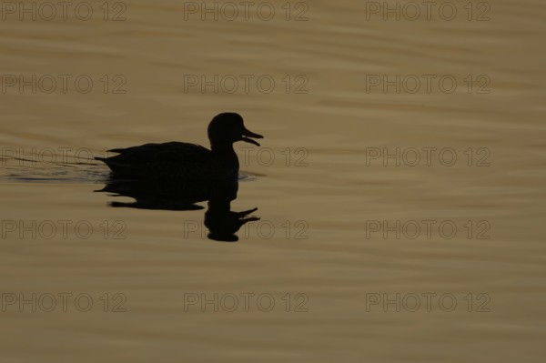 Gadwall (Mareca strepera) duck adult bird calling or quacking on a lake at sunset, England, United