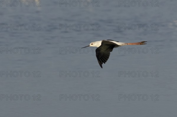 Black winged stilt (Himantopus himantopus) adult bird in flight over a lagoon, England, United