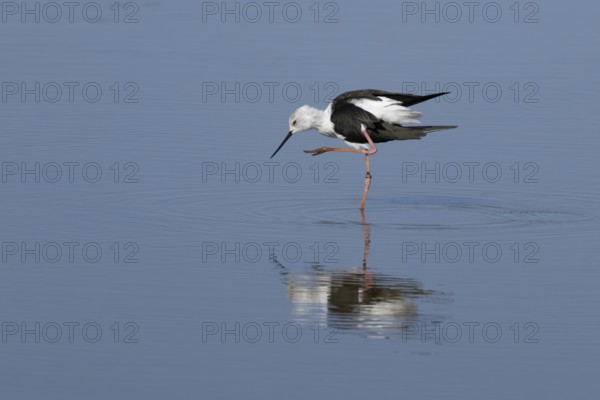 Black winged stilt (Himantopus himantopus) adult bird preening in a shallow lagoon, England, United