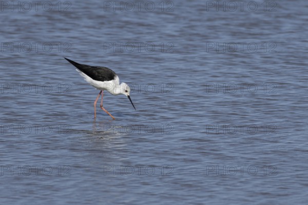 Black winged stilt (Himantopus himantopus) adult bird in a shallow lagoon, England, United Kingdom