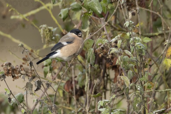 Eurasian bullfinch (Pyrrhula pyrrhula) adult female bird feeding in a hedgerow in winter, Norfolk,