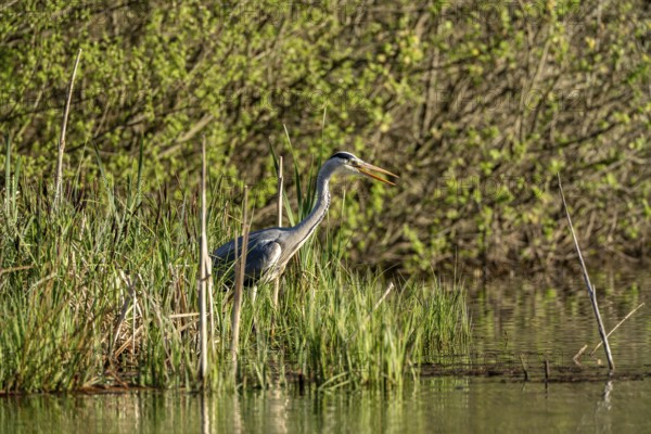 Grey heron (Ardea cinerea), standing by the water while hunting, Vulkaneifel, Rhineland-Palatinate,